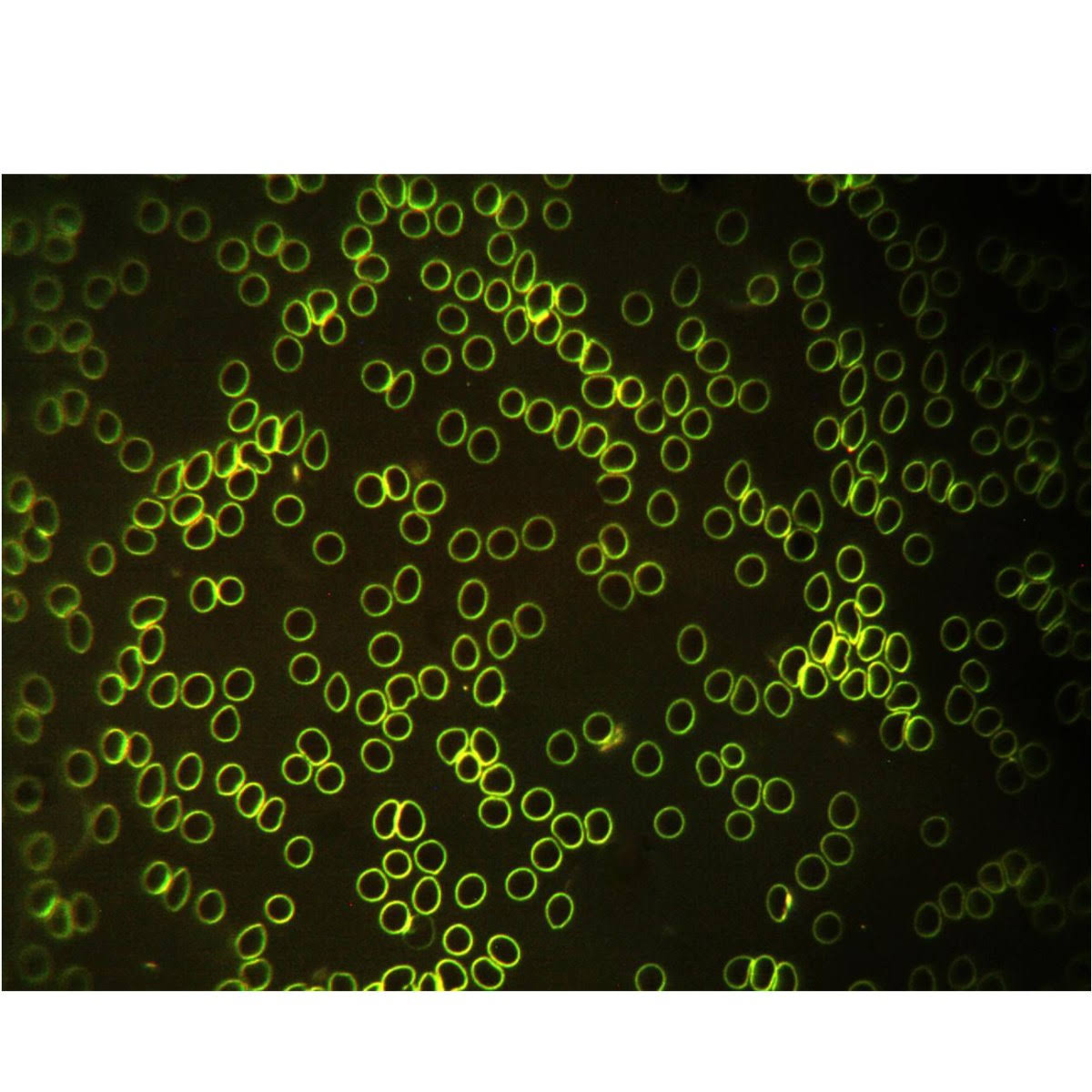 Trinocular Compound Biological Microscope with LED Light R636