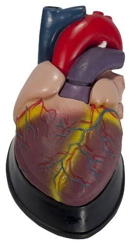 Jumbo Heart Model L796