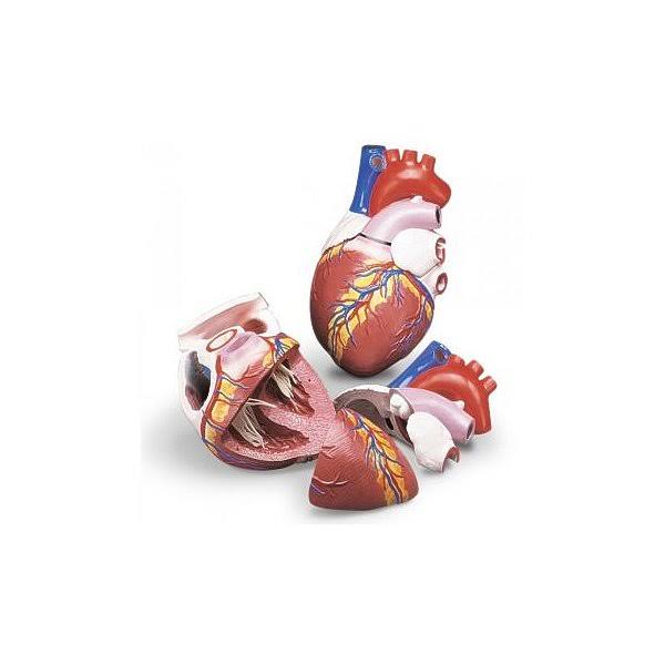 Jumbo Heart Model L796