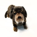 Long Haired Dachshund 13 inch N62335