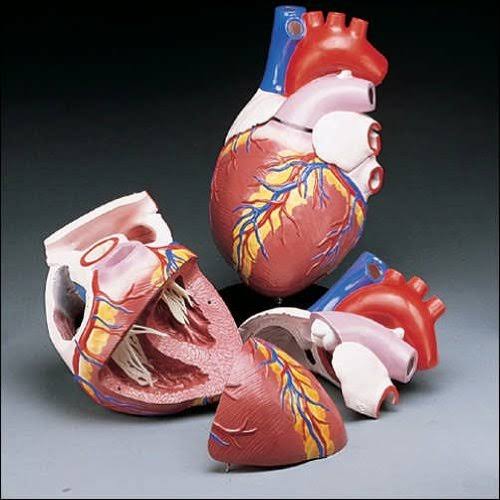 Jumbo Heart Model L796