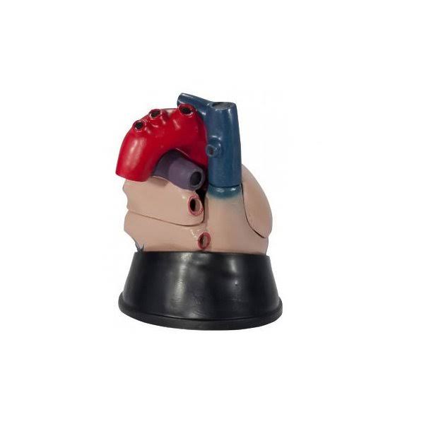Jumbo Heart Model L796