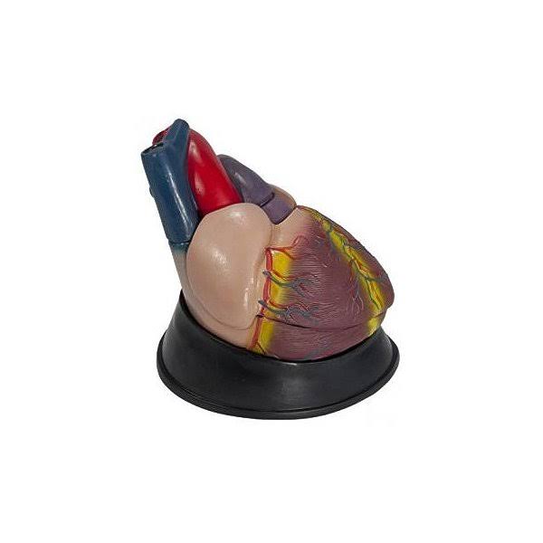 Jumbo Heart Model L796