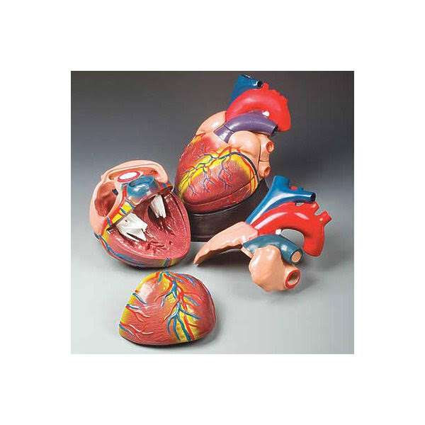 Jumbo Heart Model L796